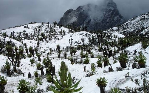 Rwenzori mountain