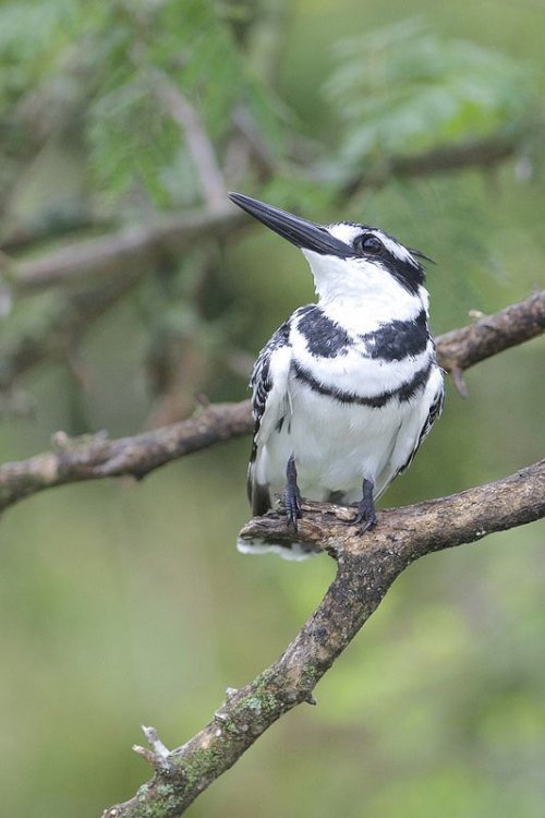 bird sighting